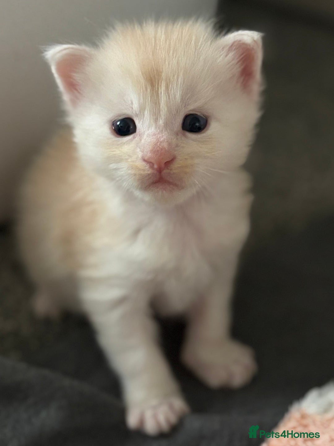 Maine Coon cats for sale: Beautiful RARE coloured Maine Coons - Image 25