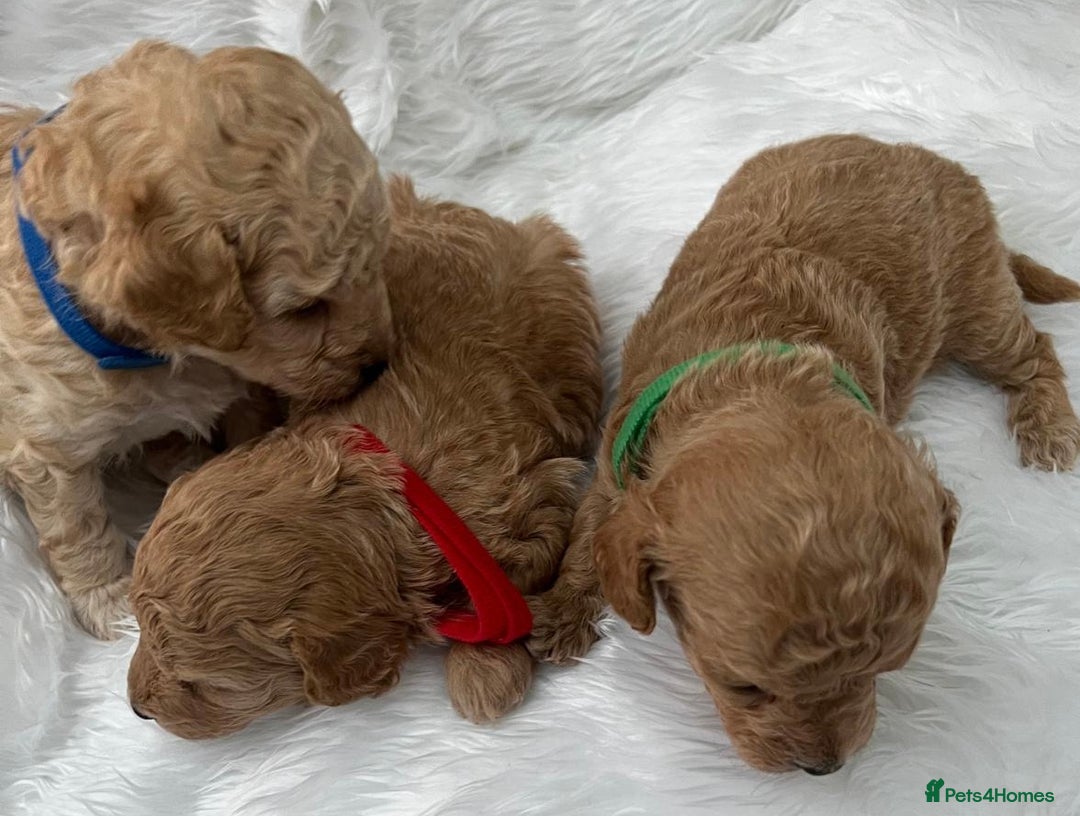 Cavapoo dogs for sale: Adorable Cavapoo Puppies - Parents Health Tested - Image 15