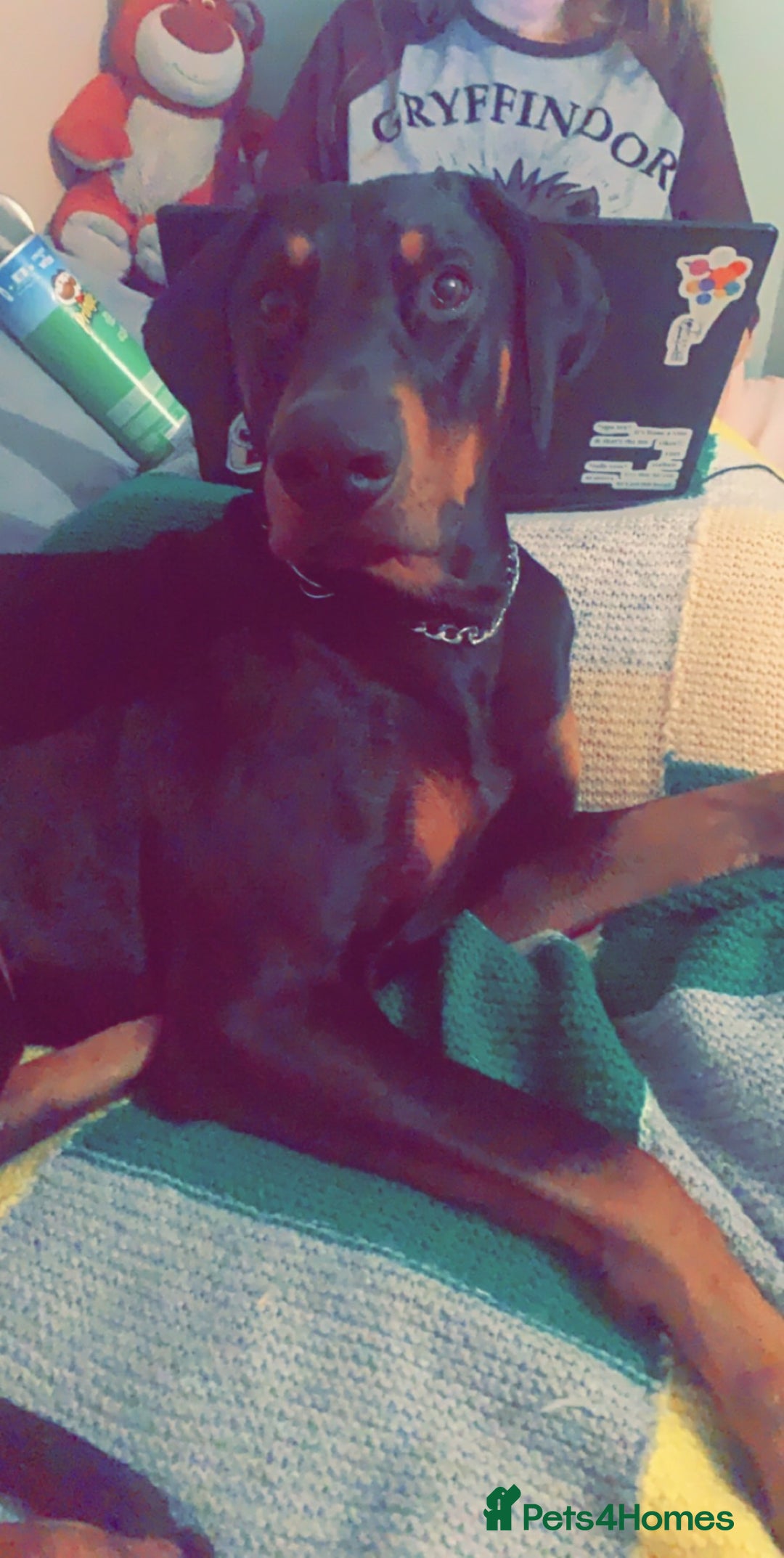 Dobermann dogs for sale: Wonderful Doberman for unfortunate adoption  - Advert 19