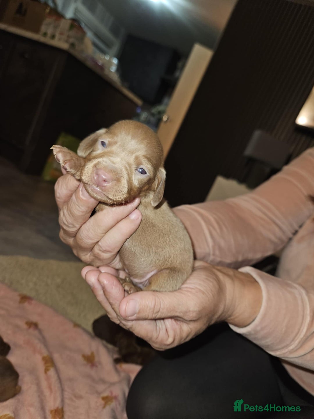 Miniature Dachshund dogs for sale: Miniature dachshunds - Image 5