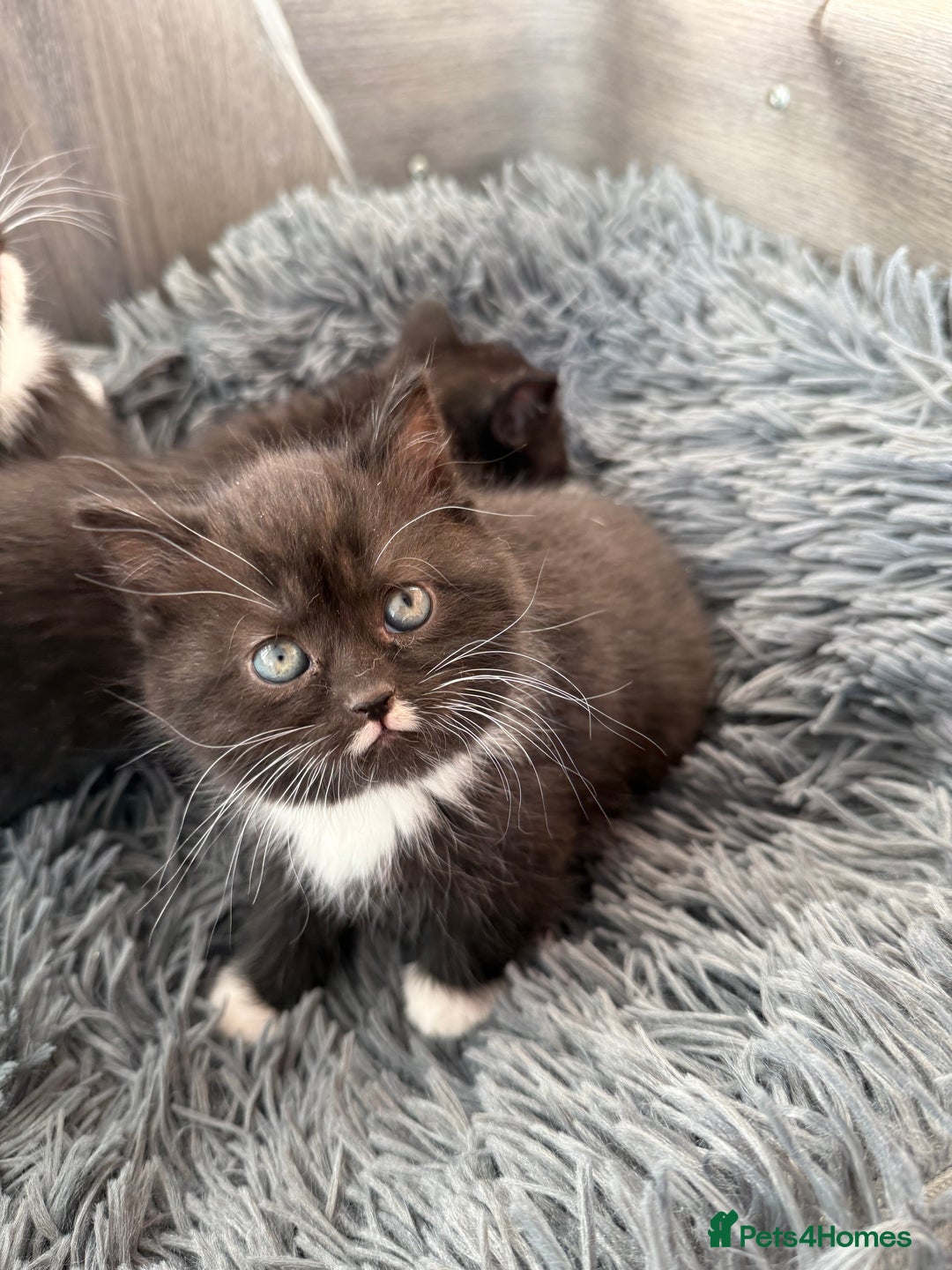 Mixed Breed cats for sale: 5 Beautiful kittens for sale  - Advert 6