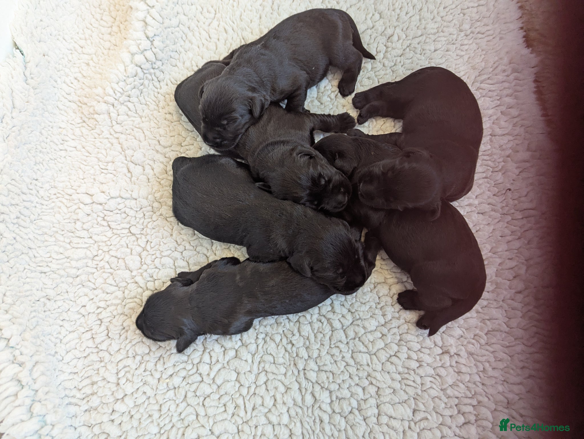 Giant Schnauzer dogs Health Tested Black Giant Schnauzer Pups  - Advert 2