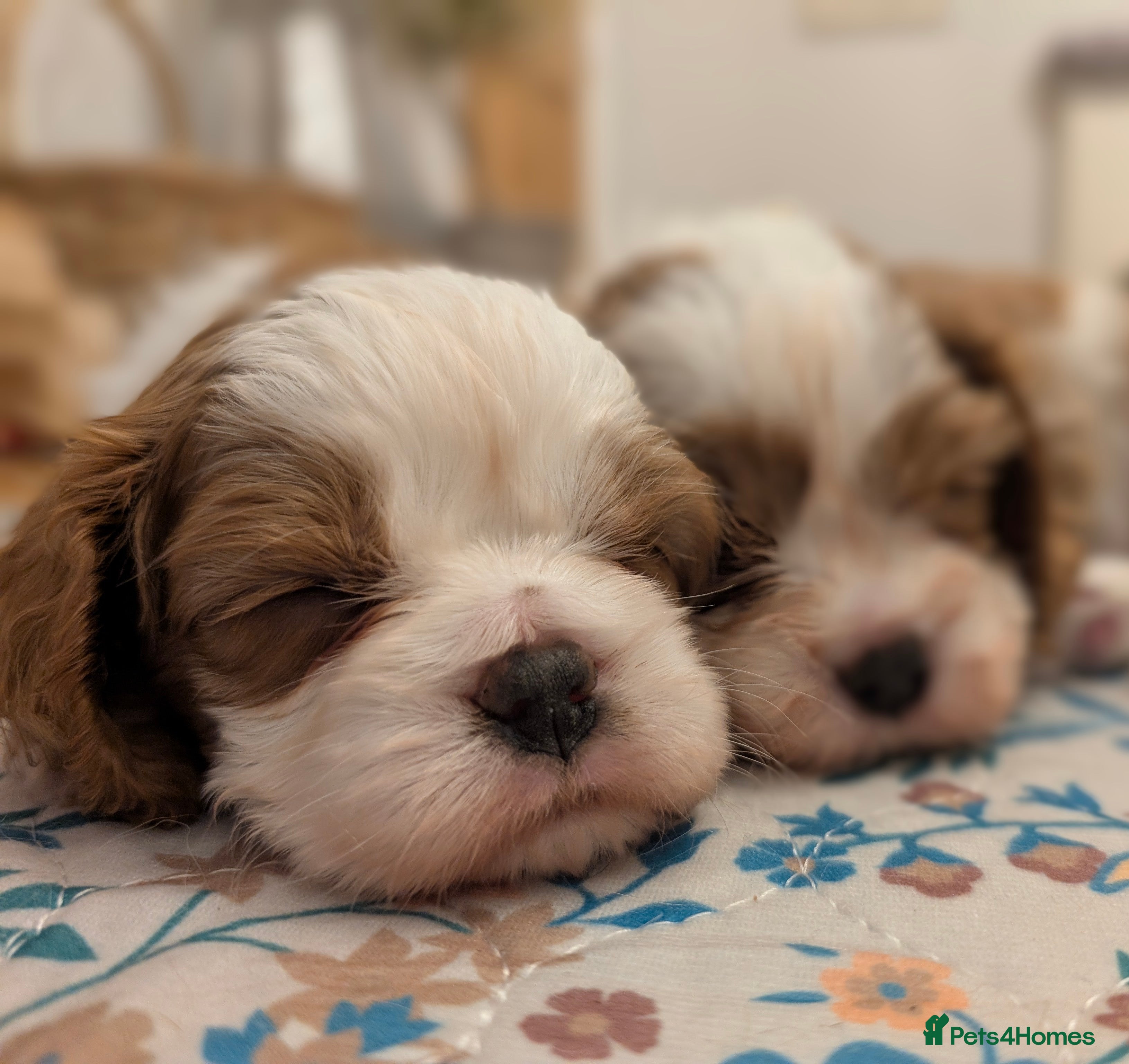 Cavalier King Charles Spaniel dogs Exquisite Puppies KC reg Cavalier King Charles - Advert 18