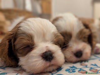 Cavalier King Charles Spaniel dogs Exquisite Puppies KC reg Cavalier King Charles - Advert 18