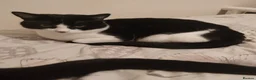 Domestic Shorthair cats for sale: Black and White male cat - Advert 4