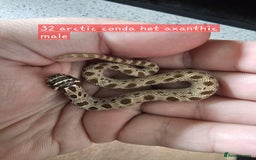 Snake reptiles for sale: Western Hognose Snakes Adults&Hatchlings - Image 4
