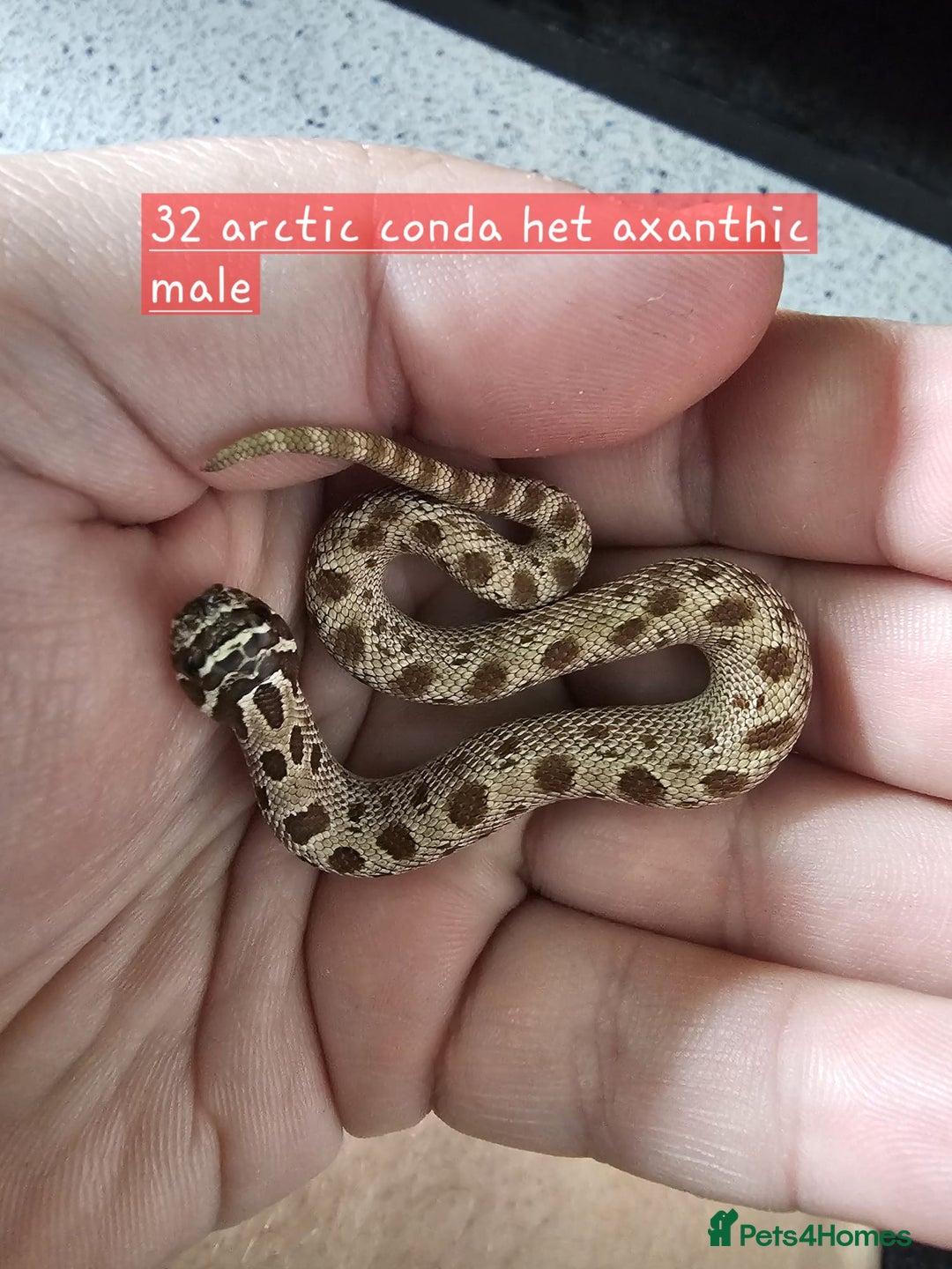 Snake reptiles for sale: Western Hognose Snakes Adults&Hatchlings - Image 4