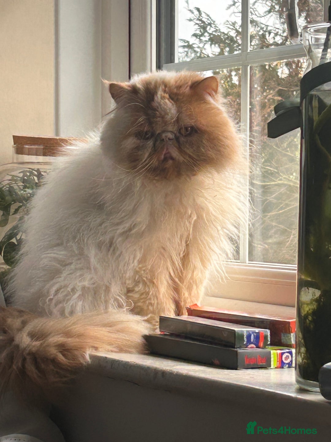 Persian cats for sale: Single female persian - Advert 12