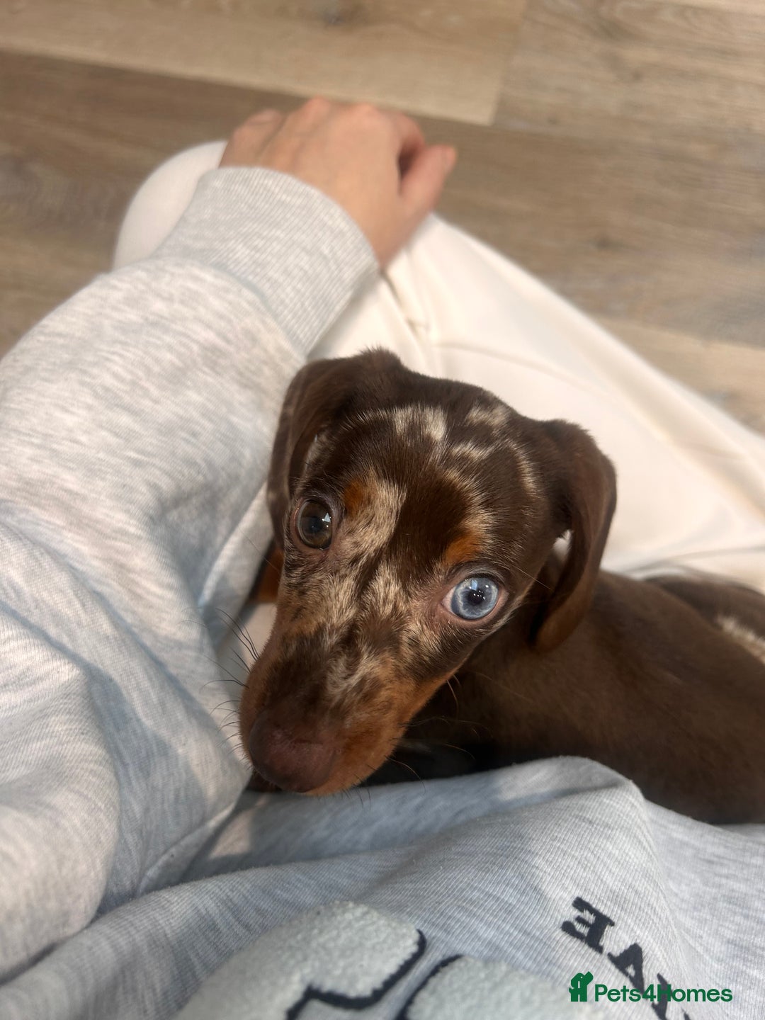 Miniature Dachshund dogs for sale: Beautiful dapple boy - Advert 2