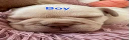 French Bulldog dogs for sale: French bulldog puppies - Advert 5