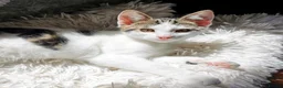 Mixed Breed cats for sale: Adorable Playful Kittens Looking for Forever Homes in London - Advert 18