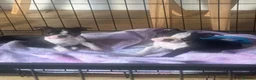 Boston Terrier dogs for sale: Ready now. 2 girls left Kc reg full collar Bostons - Advert 1