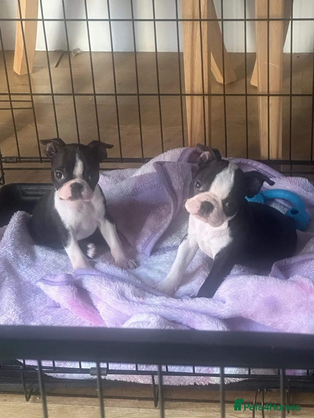 Boston Terrier dogs for sale: Ready now. 2 girls left Kc reg full collar Bostons - Advert 1