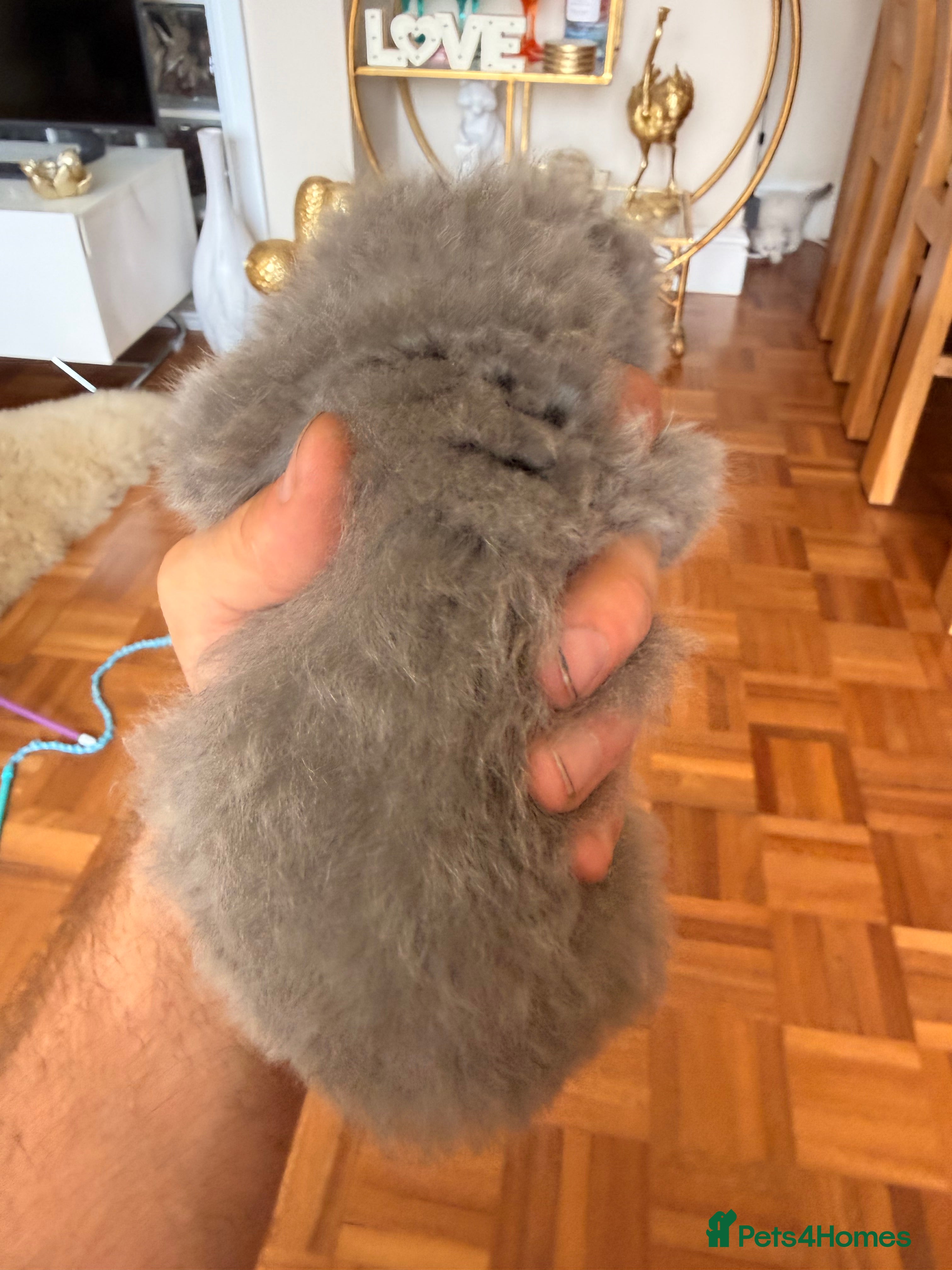 British Longhair cats for sale: Beautiful rainbow litter now available to reserve - Advert 6