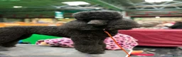 Standard Poodle dogs for sale: Exceptional Standard Poodle Puppies  - Advert 2