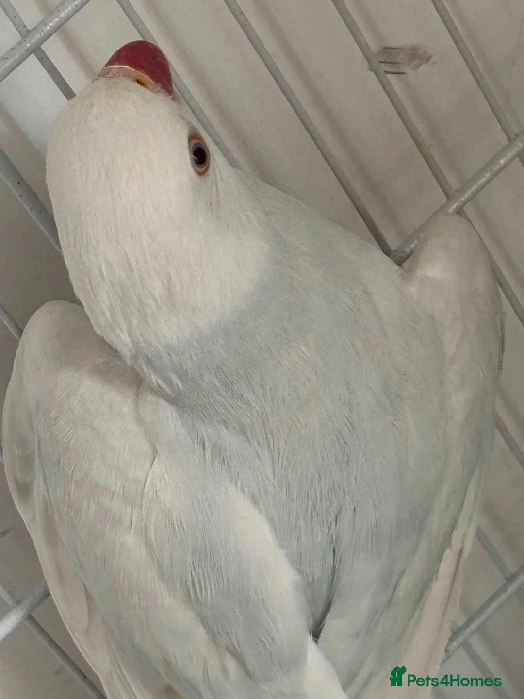 Parakeets birds for sale: 2 Indian ring necks for sale  in Leigh - Advert 2
