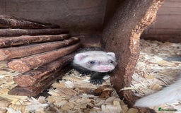 Ferret rodents for sale: Male ferrets born may 25 - Image 21