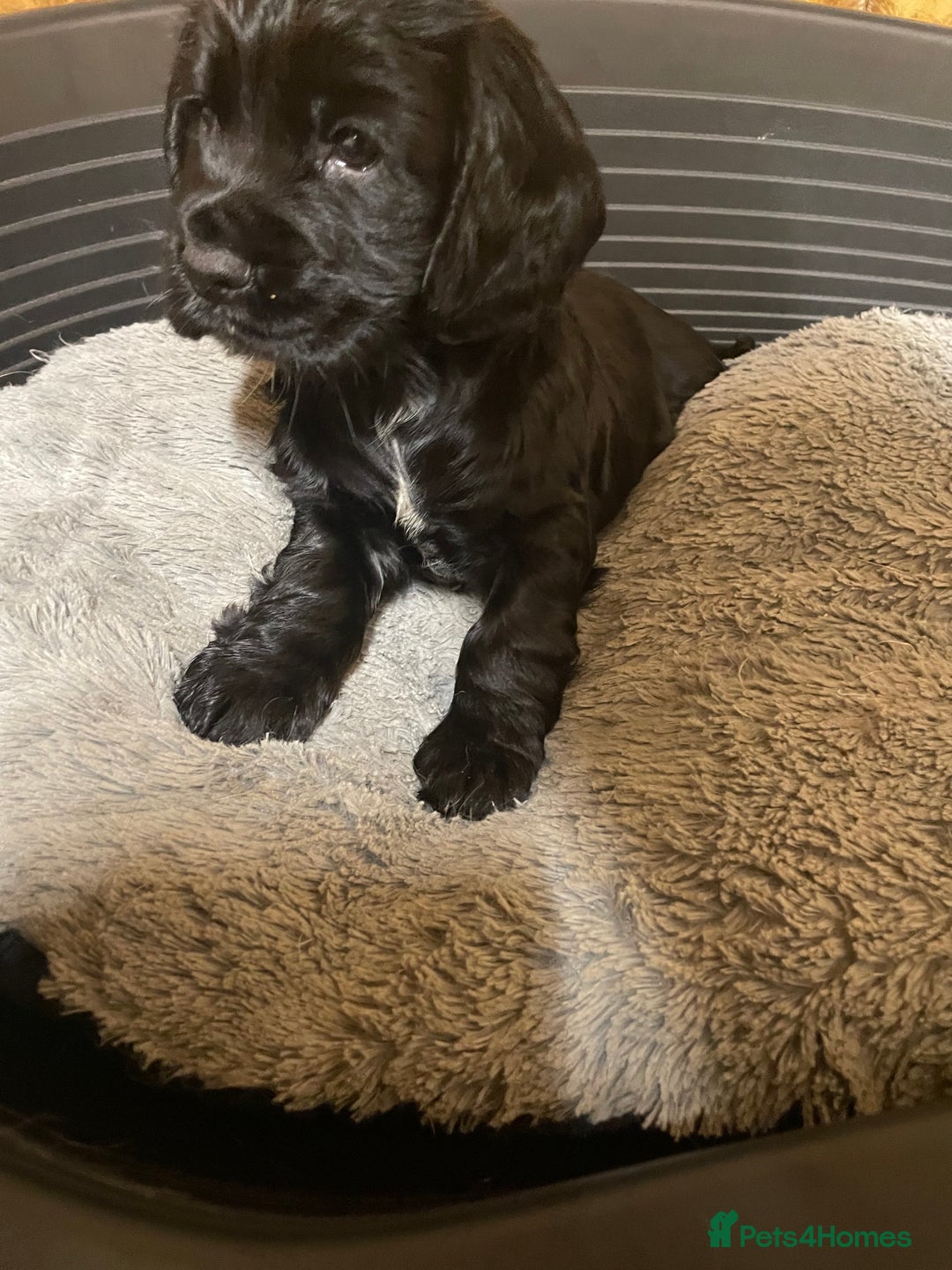 Cocker Spaniel dogs for sale: Beautiful Pedigree Cocker Spaniel’s  - Image 5