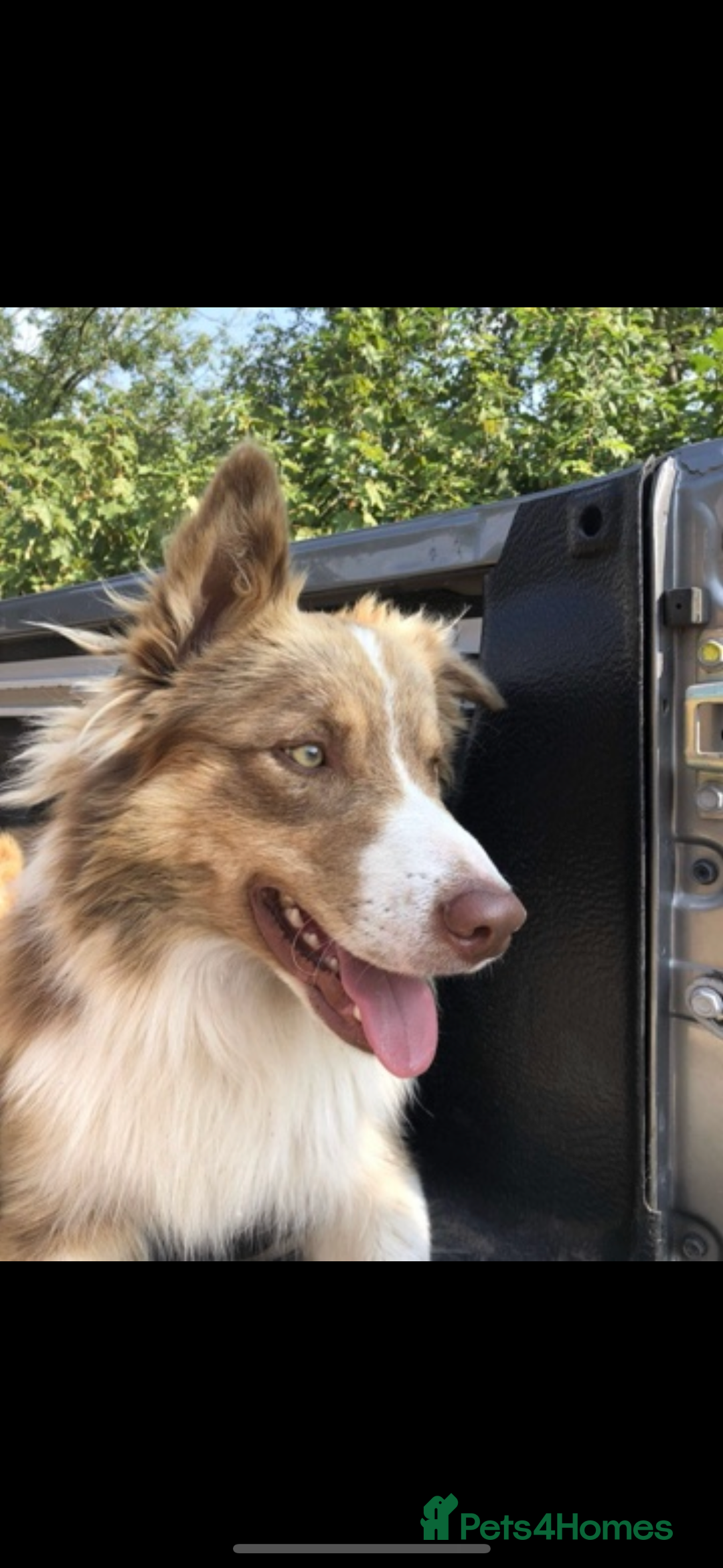Welsh Collie dogs for sale: ** 2 Boys Left ** Stunning Welsh Collie Puppies - Image 17