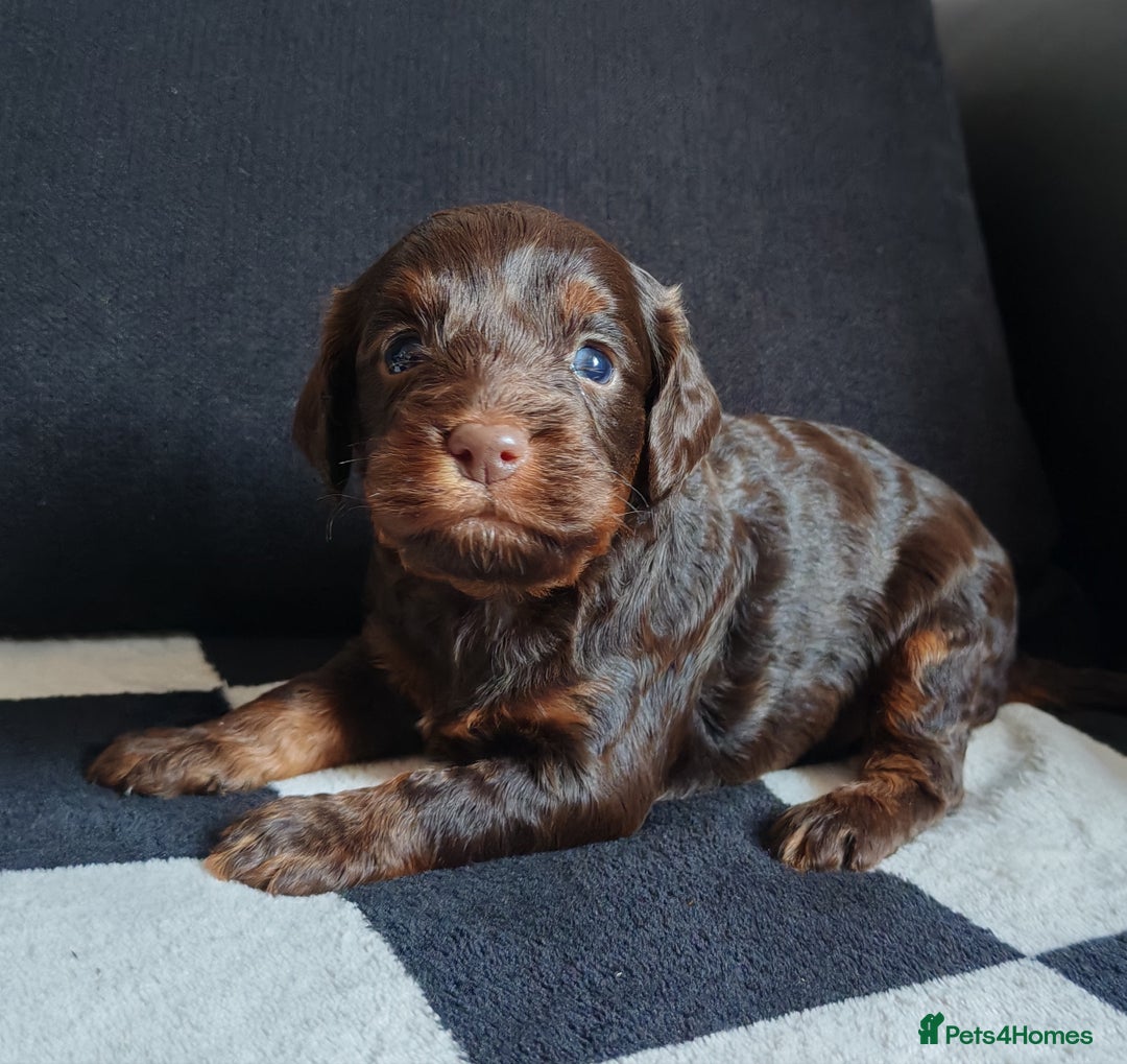 Cockapoo dogs for sale: Beautiful Phantom cockerpoo puppies  - Image 4