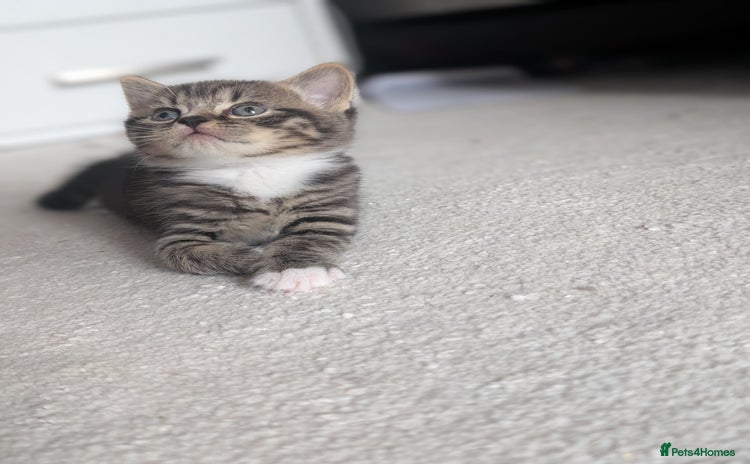 British Shorthair cats - Advert 5