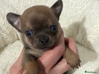 Chihuahua dogs Stunning smooth coat chihuahuas - Advert 4