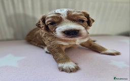 Cockapoo dogs for sale: Beautiful Chunky f2 Cockapoo Puppies  - Image 12