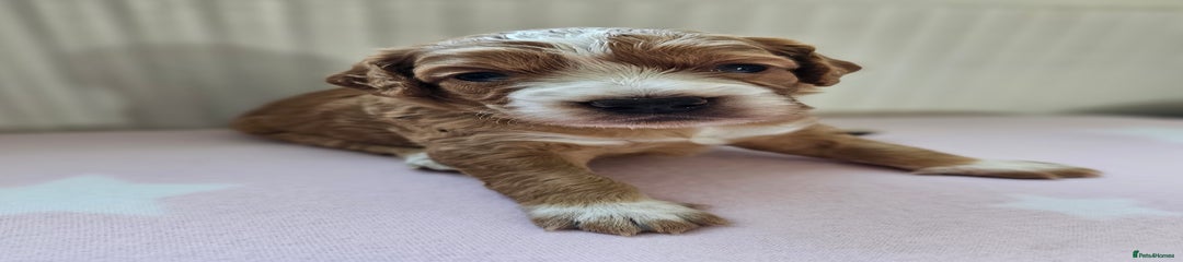 Cockapoo Puppy 4