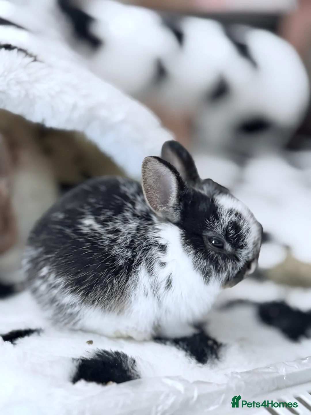 Netherland Dwarf rabbits for sale: Young Netherland dwarf Urgent need of rehoming  - Advert 23