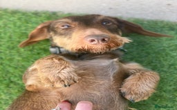 Dachshund dogs for sale: Stunning KC Registered Dachshund Puppies in Cheadle - Image 40