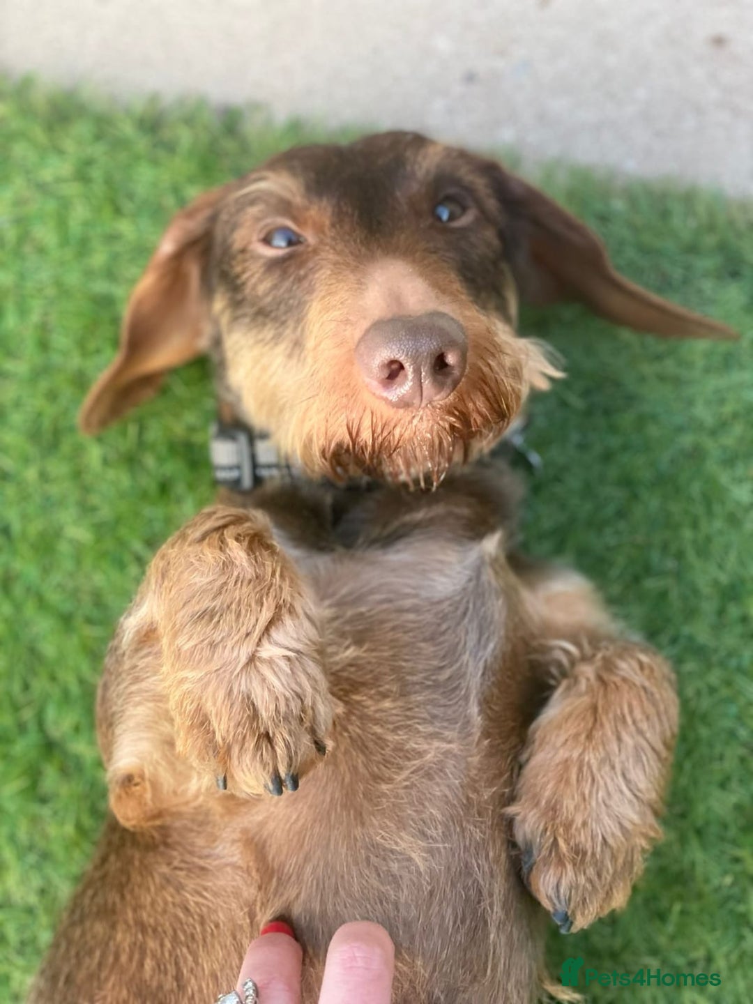 Dachshund dogs for sale: Stunning KC Registered Dachshund Puppies in Cheadle - Image 40