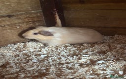 Guinea Pig rodents for sale: gorgeous baby guinea pigs for sale - Image 5