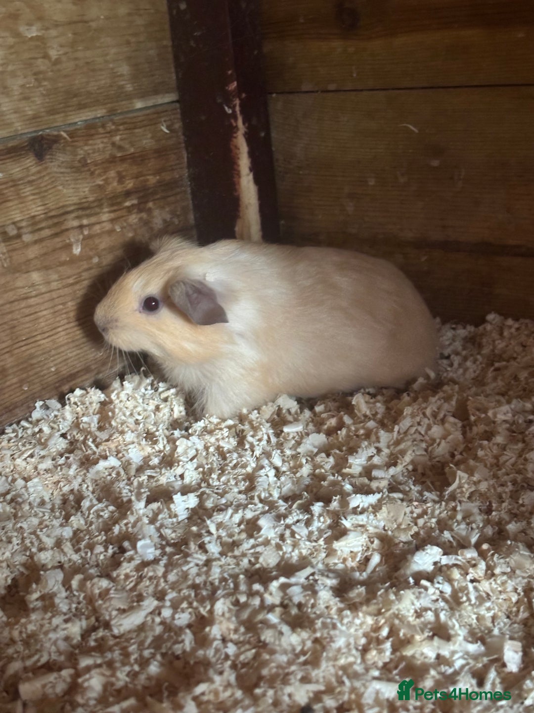 Guinea Pig rodents for sale: gorgeous baby guinea pigs for sale - Image 5