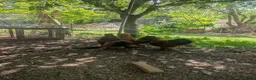 Chickens poultry for sale: 3 Cockerels Looking For New Flocks - Advert 3