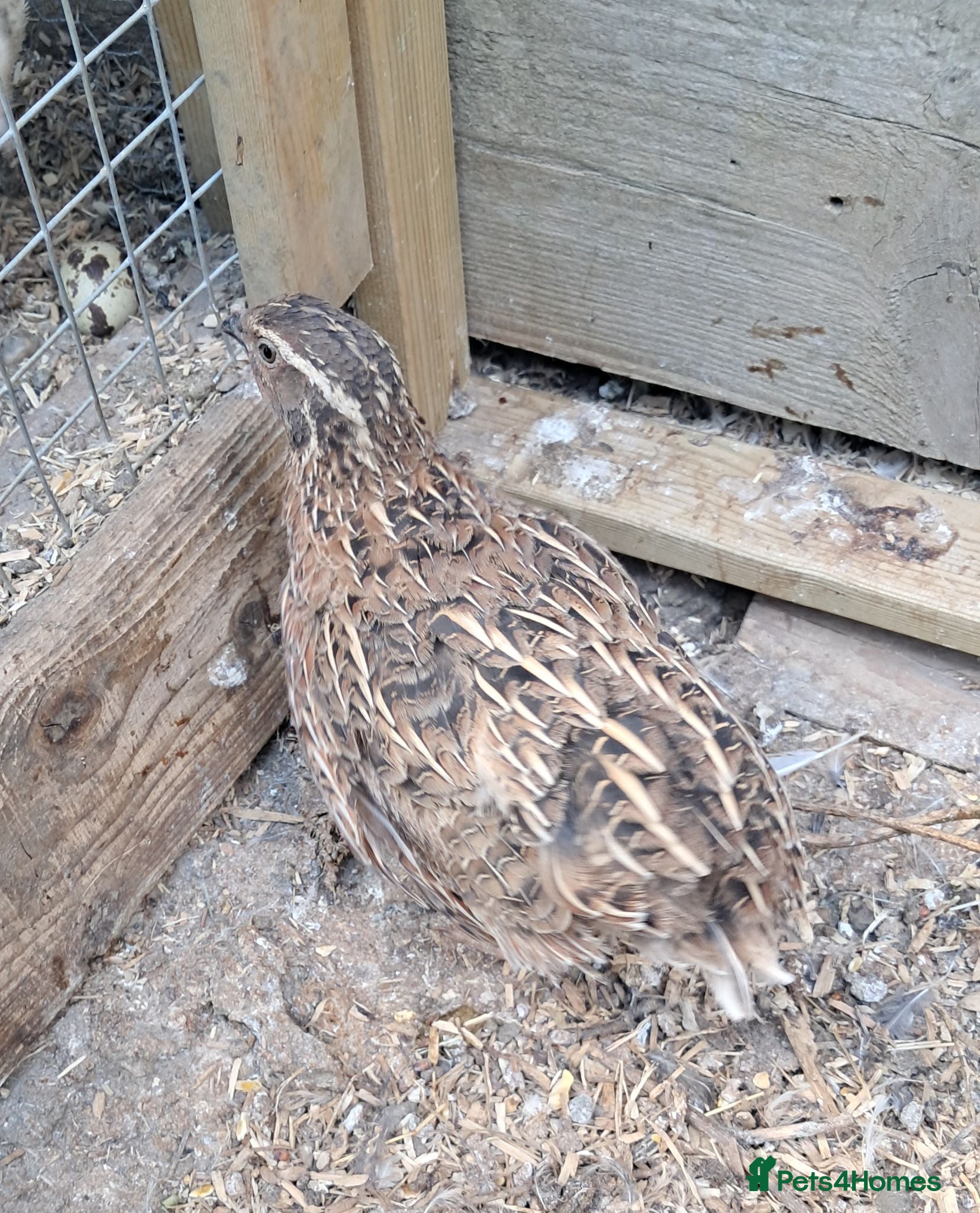 Quail poultry Male Japansese Corturnix Quail - 10 - Advert 1