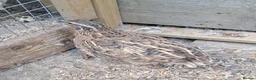 Quail poultry for sale: Male Japansese Corturnix Quail - 10 in Corby - Advert 1