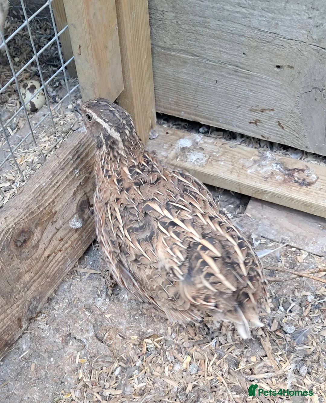 Quail poultry for sale: Male Japansese Corturnix Quail - 10 in Corby - Advert 1
