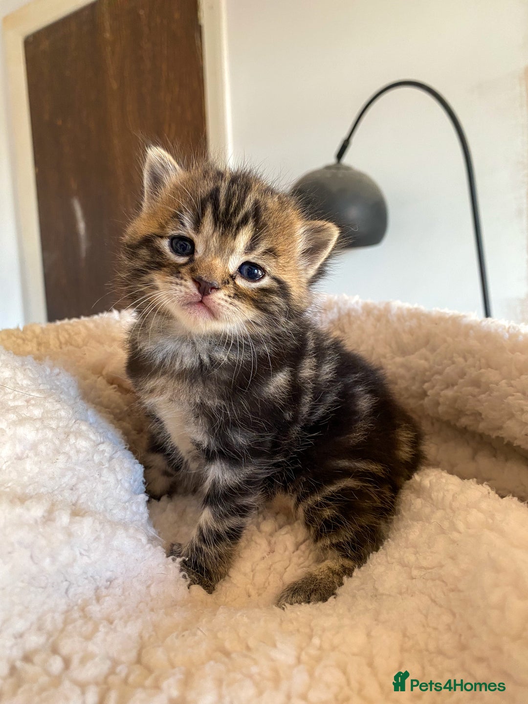 Ragdoll cats for sale: Ragdoll cross kittens  - Advert 7