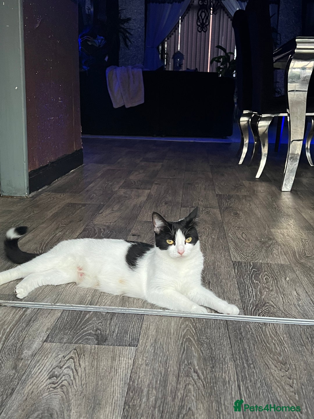 Mixed Breed cats for sale: Toxido kittens  - Image 35