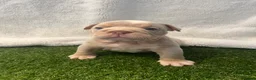English Bulldog dogs for sale: BEAUTIFUL ENGLISH BULLDOGS  - Advert 7