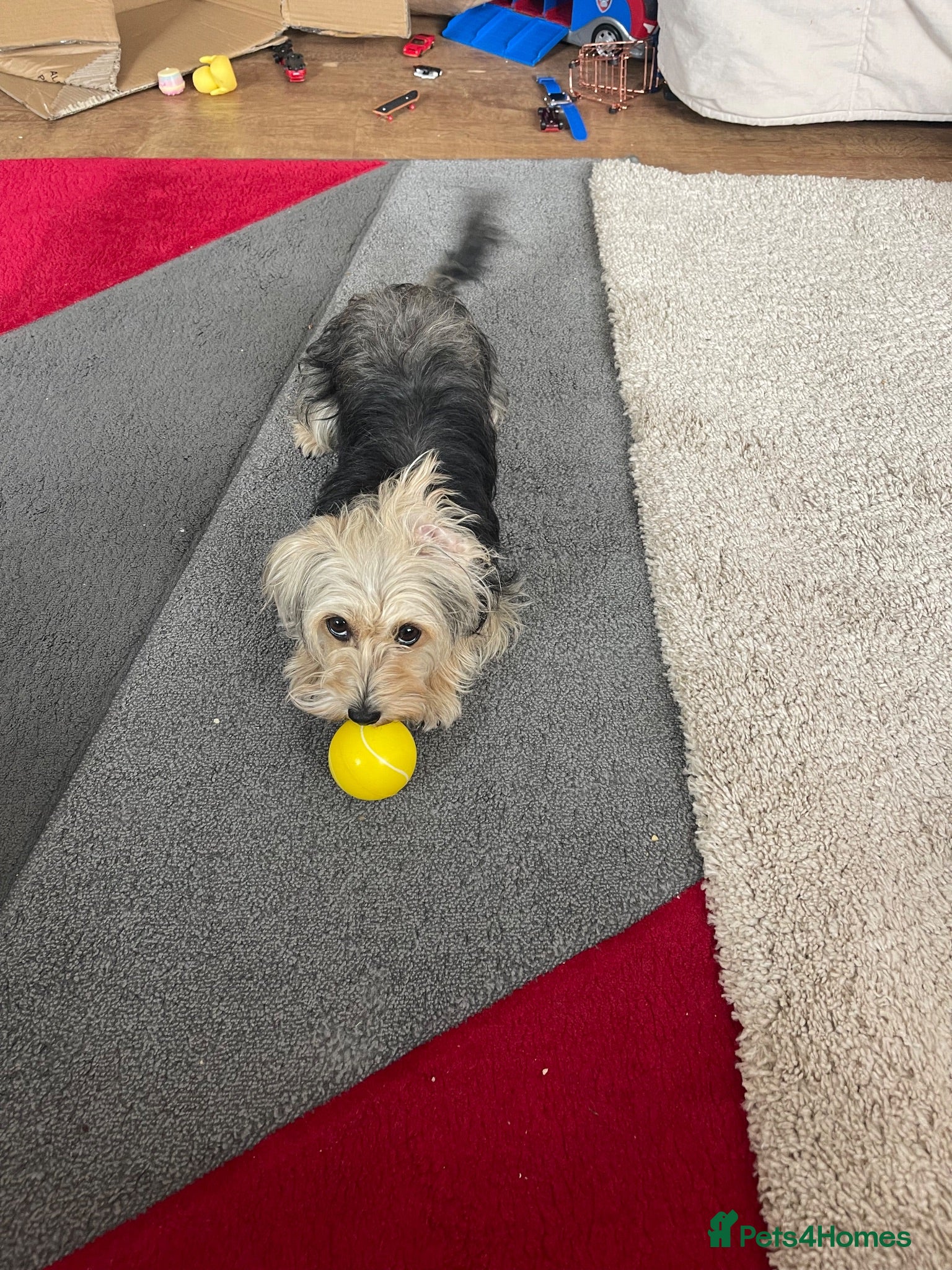 Mixed Breed dogs Yorkie mix female - Advert 17