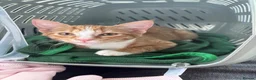 Mixed Breed cats for sale: Fluffy Ginger and White Female Kitten - Advert 6