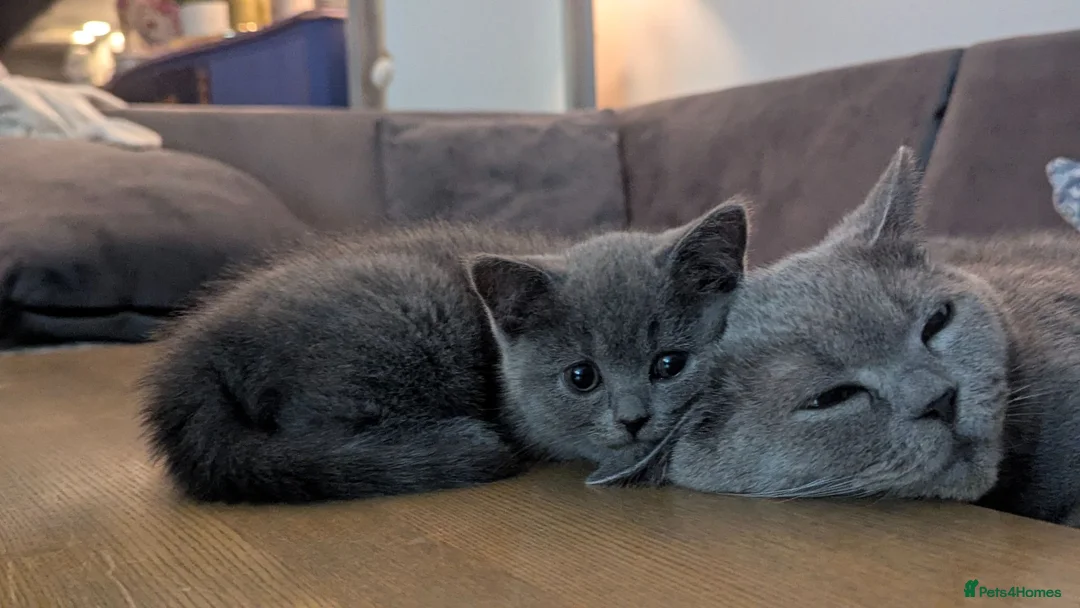British Shorthair cats for sale: Boy and girl available- parents Pedigree  - Advert 2