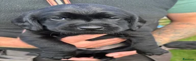 Springador 1
