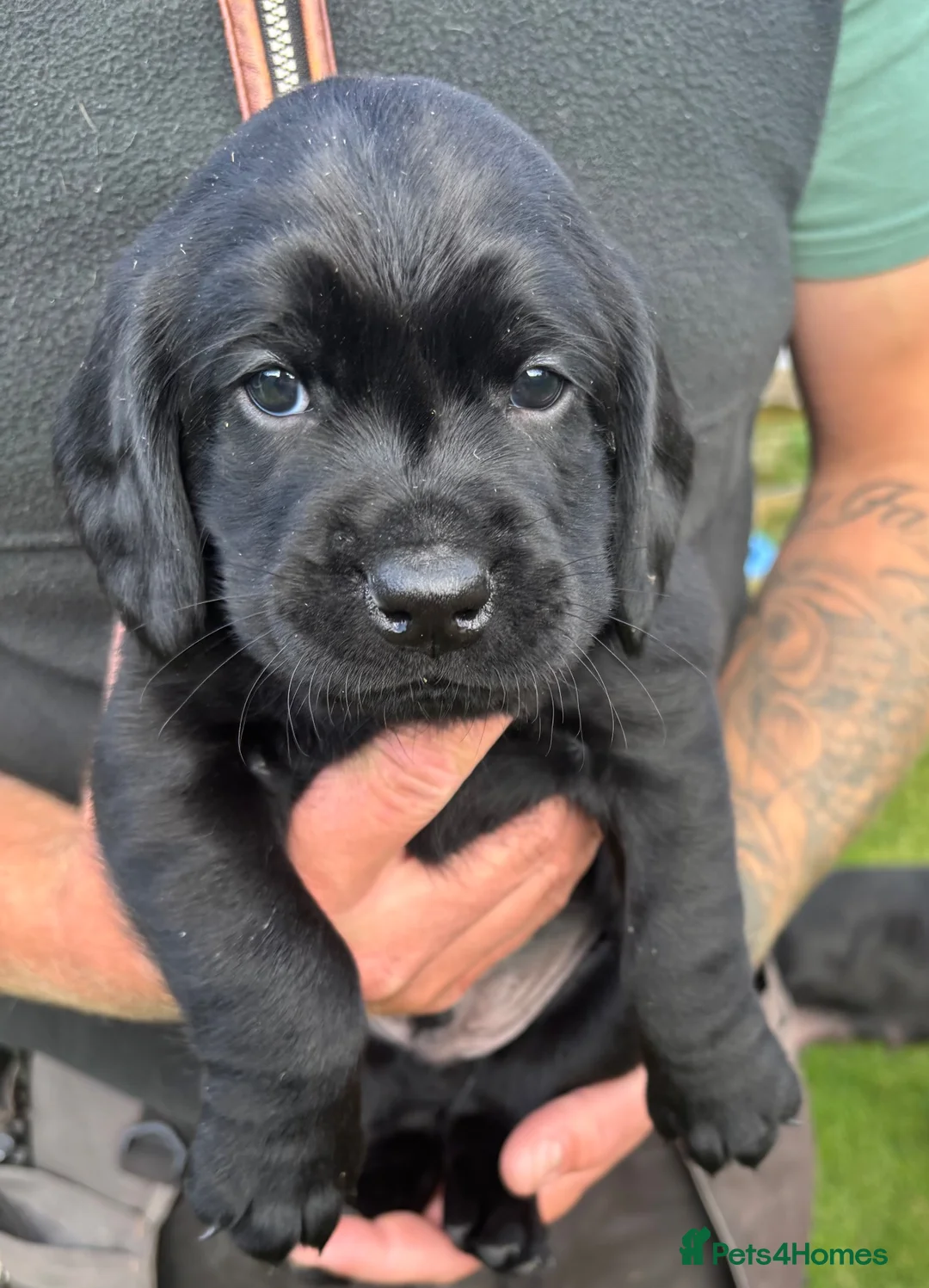 Springador dogs for sale: Springadors Puppies 👀🏡♥️ in Banchory - Advert 2