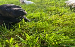 Labrador Retriever dogs for sale: KC health tested Labrador Pups  - Image 33