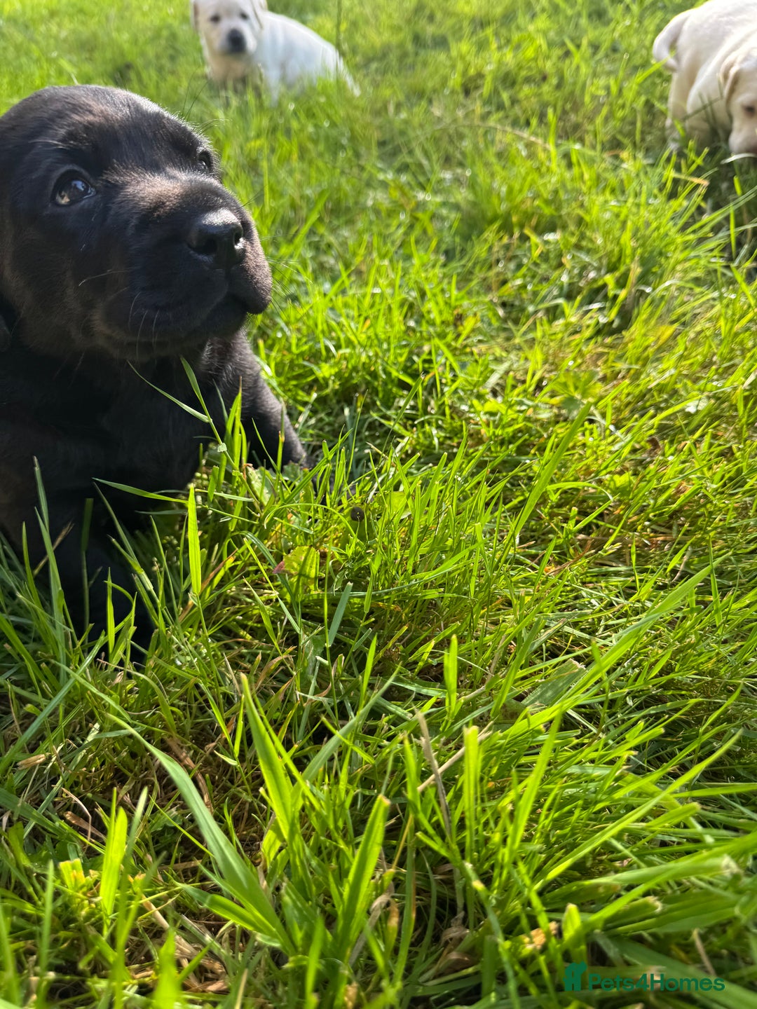 Labrador Retriever dogs for sale: KC health tested Labrador Pups  - Image 33