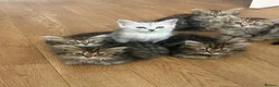 Persian cats for sale: Mixed breed Persian Kittens  - Advert 16
