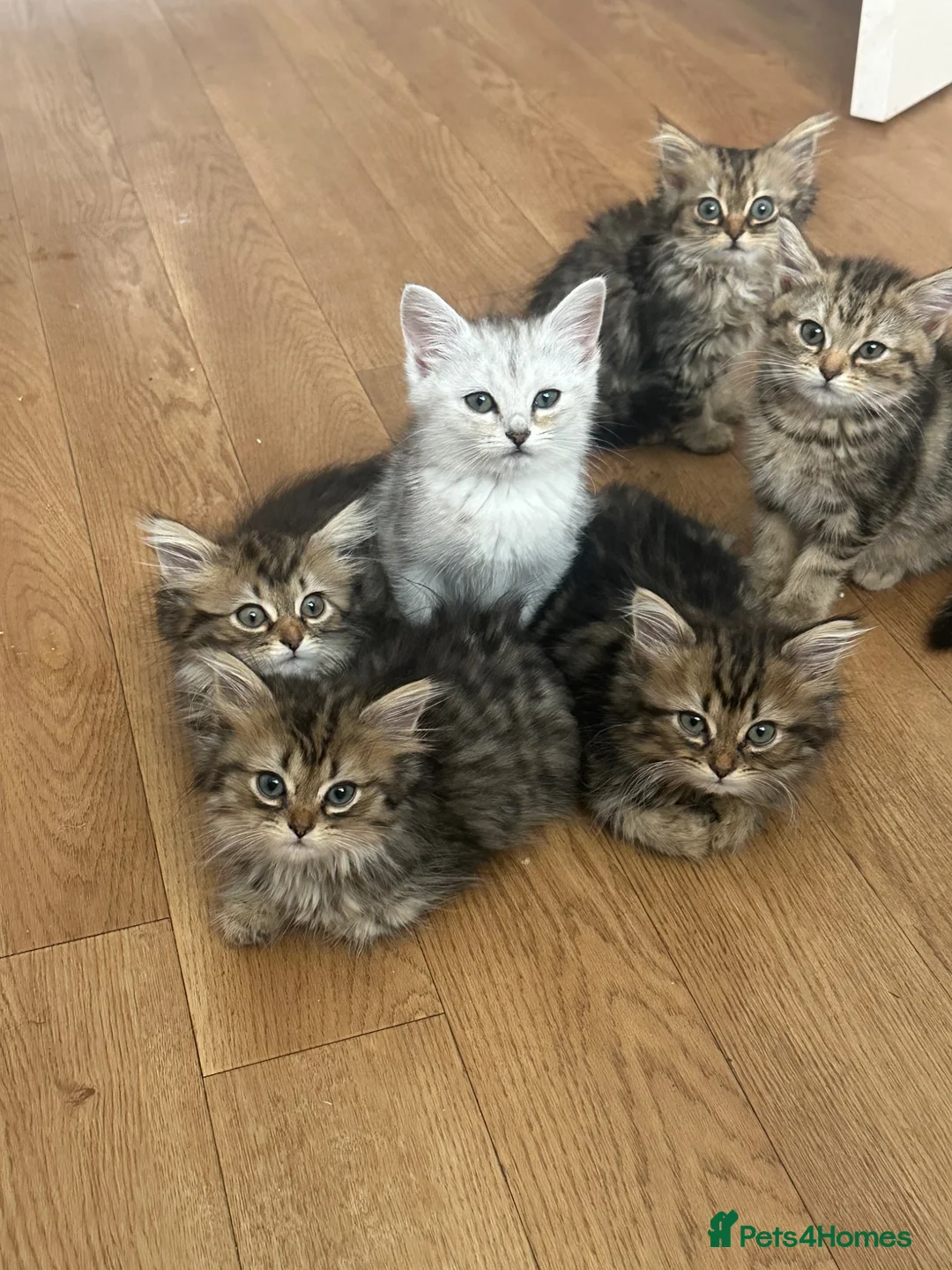 Persian cats for sale: Mixed breed Persian Kittens  - Advert 16