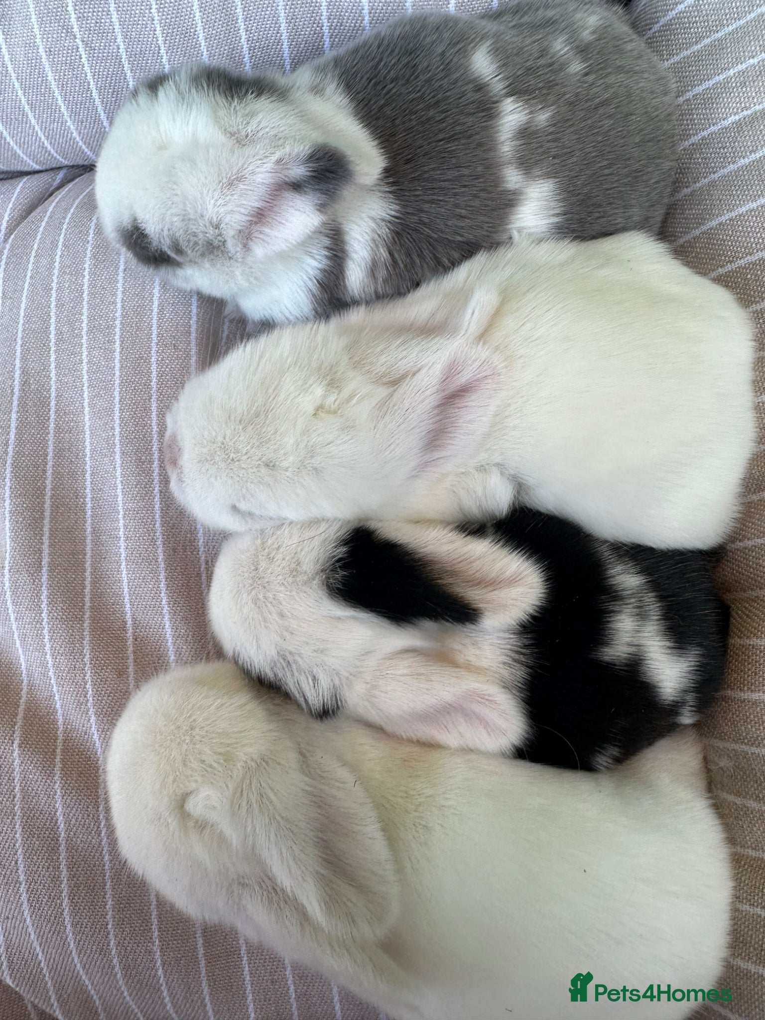 Mini Lop rabbits Stunning purebred mini lops  - Advert 2